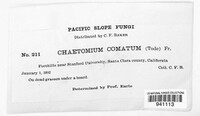 Chaetomium elatum image